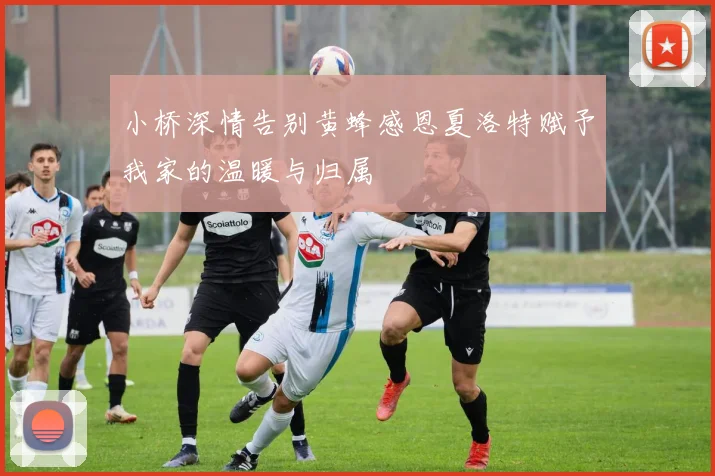 小桥深情告别黄蜂感恩夏洛特赋予我家的温暖与归属